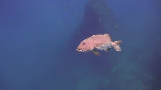 The coral trout, leopard coral grouper, or leopard coral trout (Plectropomus leopardus comes close to the camera 