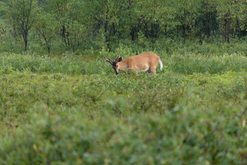 Naklejka na ściany i meble Whitetail grazing on leaves in the brush in the early morning light. 