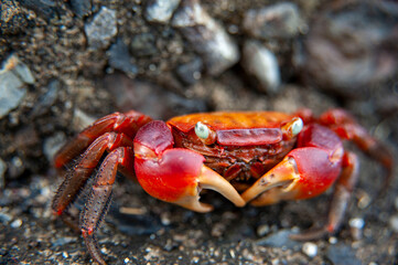 海の岩場にいる弁慶ガニのクローズアップ