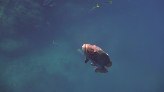 The coral trout, leopard coral grouper, or leopard coral trout (Plectropomus leopardus comes close to the camera 
