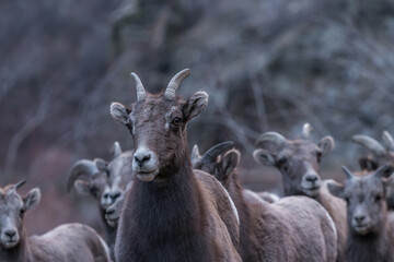 Big horn herd in Colorado