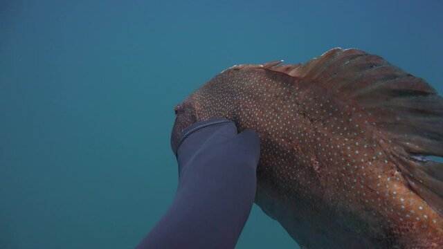 Scuba diver touched the coral trout, leopard coral grouper, or leopard coral trout (Plectropomus leopardus 