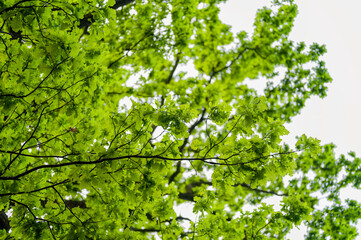 Fototapeta premium Young oak leaves in the forest.