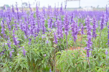 Obraz premium Flower Field in Dalat, Vietnam