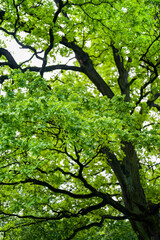 Fototapeta premium Young oak leaves in the forest.