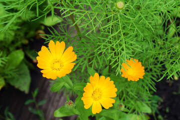 Beautiful floral background for a postcard. Floral design. Orange flowers in nature.