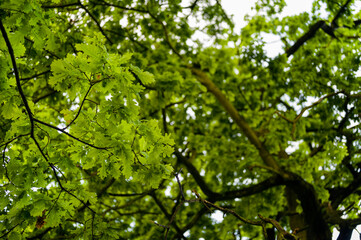 Fototapeta na wymiar Young oak leaves in the forest.