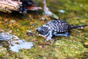 Baby snapping turtle on a rock