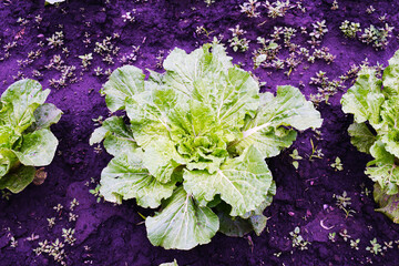 Fresh cabbage crop. Cabbage grows in the garden. Growing vegetables.