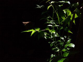 green Need leaves on black background
