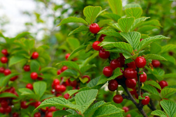 The branch of a cherry tree. Ripe cherry fruit.