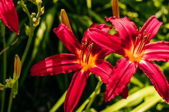 Beautiful red lilium flower with blurred background