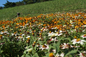 field of flowers
