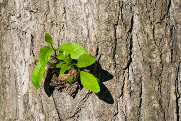 A small branch with young green leaves grows from the old bark of a poplar tree in spring