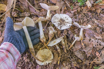Termitomyces microcarpu, mushroom , local food in Thailand.