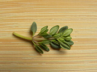 Green color raw fresh Thyme leaves or Thymus vulgaris