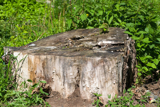 Old rotten big tree stump poplar among the green grass