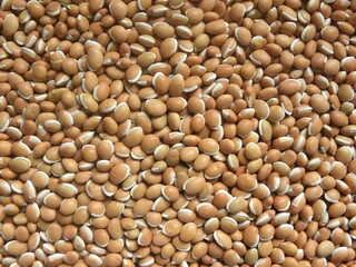 Brown color raw whole dried Hyacinth beans