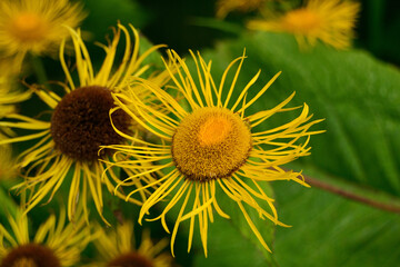 Macro close-up of large yellow flowers and green leaves of the medicinal plant Elecampane Inula helenium.