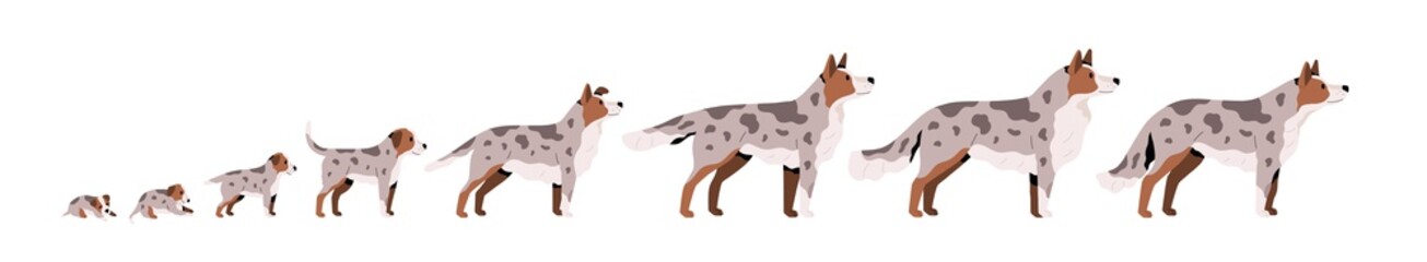 Set of cute puppy, herding dog growth stage, development. Domestic animal growing from cub to adult pet. Mammal life cycle process. Flat vector cartoon illustration isolated on white background