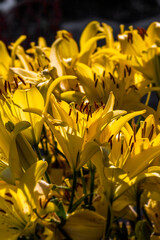 Obraz premium Yellow lily flowers close-up on a sunny day.