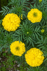 yellow marigolds in a garden. Selective Focus.