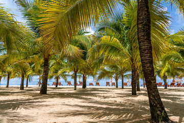 Fototapeta na wymiar Coconut palm trees on white sandy beach near South China Sea on island of Phu Quoc, Vietnam. Travel and nature concept