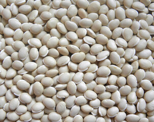White color raw whole dried Hyacinth beans