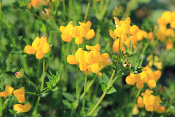 Yellow wildflower also called Bird's-foot Trefoil in the meadow. Lotus corniculatus plant in bloom...