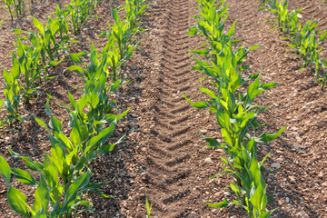 Green corn plants growing in a row in the field on sunset. Agricultural field on summer