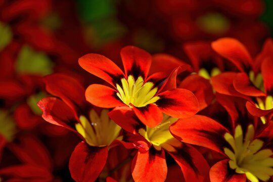 木漏れ日浴びて輝く鮮やかなスパラキシス・トリカラーの花