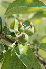 Close-up of small green Florina apples growing on branch on tree on a sunny day. Malus domestica
