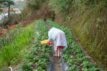 Naklejka na ściany i meble Strawberry Picking in Dalat, Vietnam