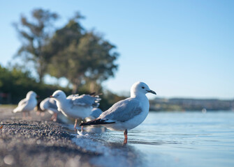 Gulls on the shoreline of Lake Taupo in New Zealand