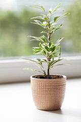 Decorative house plant in pot near the window with natural light. Creative nature background. selective focus