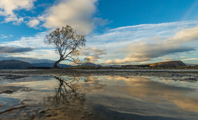 The famous lone willow tree in Wanaka, New Zealand