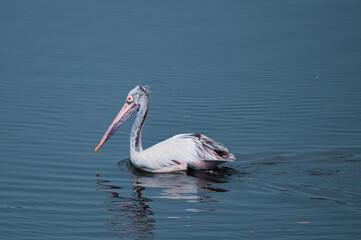 pelicans on the water