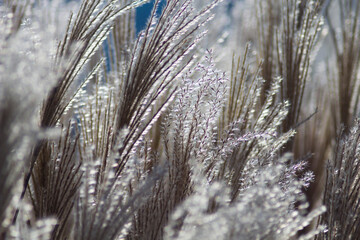 Japanese silvergrass in late summer. Photo with artistic bokeh.