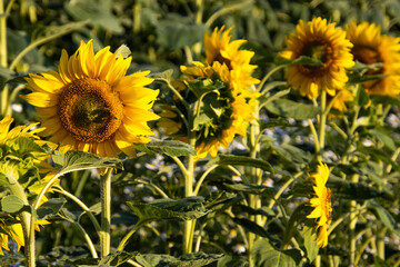 Sunflowers 