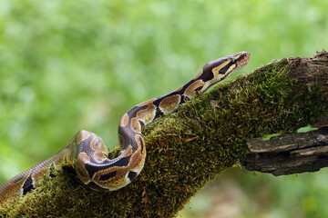 The Royal python (Python regius), also called the ball python lying twisted on a dry branch with a green background.Small African python in the forest.