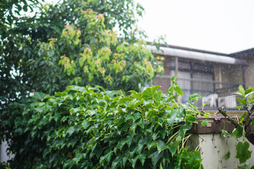 梅雨の雨と葉