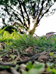 Fototapeta premium apple tree with flowers