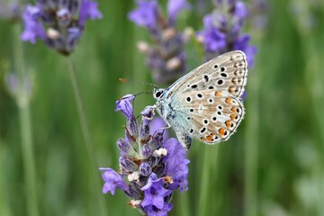 Obraz premium Beautiful butterfly and fresh lavender flower close details
