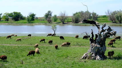 
Sheep graze in the countryside.