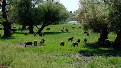
Sheep graze in the countryside.