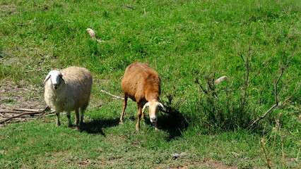 
Sheep graze in the countryside.