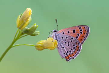 Lycaena virgaureae butterfly collects nectar on a field flower on a summer day in a forest glade