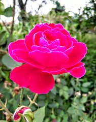 pink rose in garden