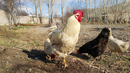 White rooster in the garden. The rooster proudly guards the hens.