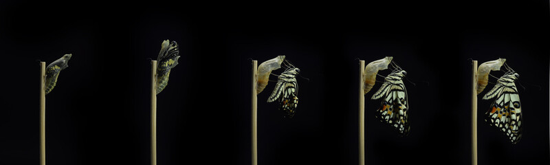 development stages of lime Butterfly (Papilio demoleus malayanus) hatching out of pupa to butterfly. Isolated on black background. - obrazy, fototapety, plakaty